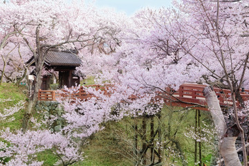 高遠城址公園の桜