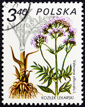 Valeriana Officinalis (Poland 1980)