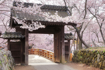 Fototapeta na wymiar 高遠城址公園の桜