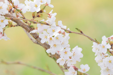 タカトオコヒガンザクラ