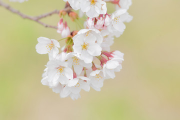 桜の花