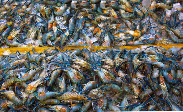 Fresh Giant thailand  prawn are on sale in the bazaar