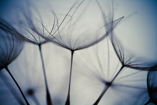 Fototapeta Abstract dandelion flower background, Big dandelion