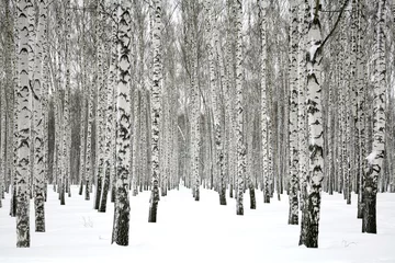 Photo sur Plexiglas Hiver Forêt de bouleaux d& 39 hiver