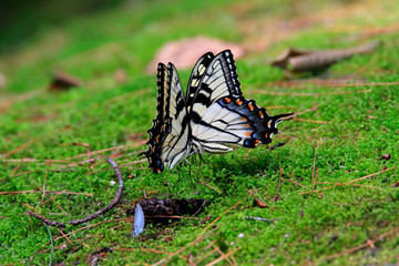 Mirrored Butterflies