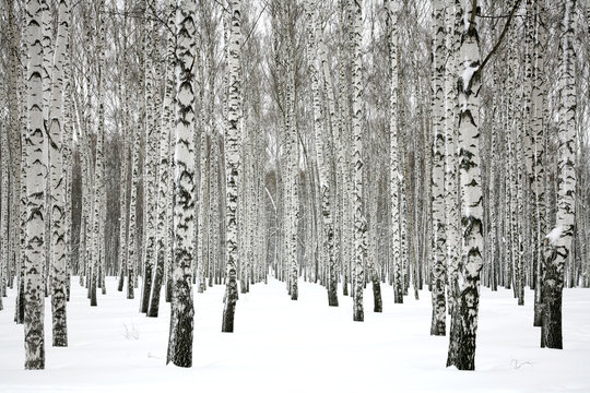 Winter Birch Forest