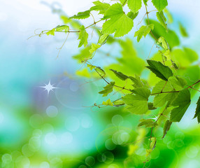 Fototapeta premium Spring.Nature