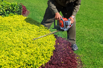 A man trimming shrub with Hedge Trimmer - obrazy, fototapety, plakaty