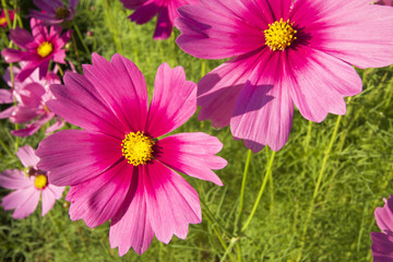 field of pink cosmos flower