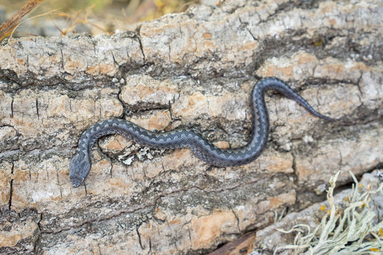 Top view of Viper snake baby over trunk, Vipera latastei