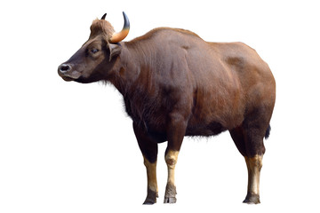 Gaur