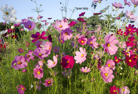 Field Of Pink Cosmos Flower