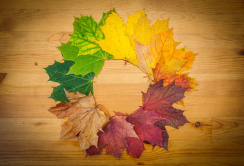 Life circle of a leaf, autumn colors, nature