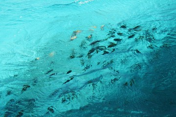 Fototapeta na wymiar background of blue sea with fish under water