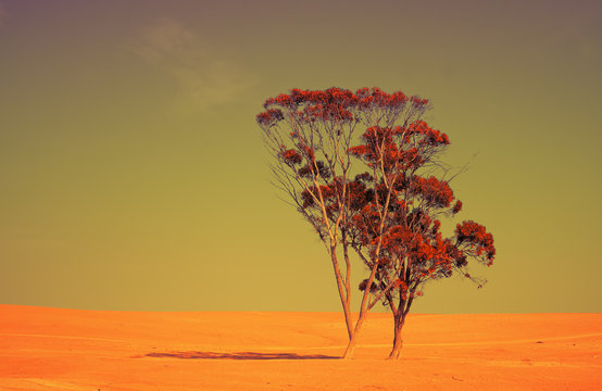 Alone tree in Judean Desert at sunset