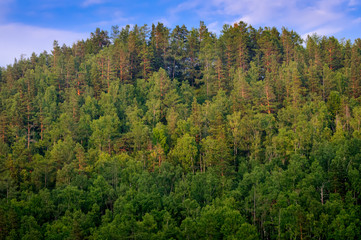 Fototapeta na wymiar View on top of forest hill in Siberia