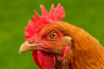 Red Chicken in Profile Close-Up