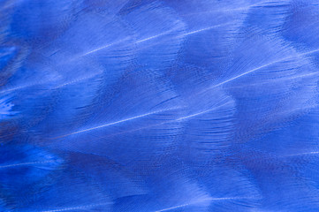 Blue Bird Feathers Macro