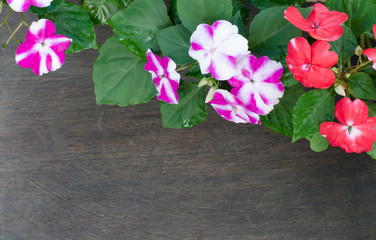 Impatiens flower on wooden background