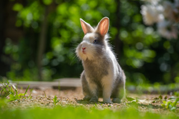 Cute Rabbit Outdoors