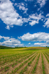 Fototapeta na wymiar Rows of Corn Plants Growing in the Field Under Blue Sky