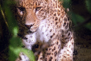 look at the leopard through the glass with raindrops