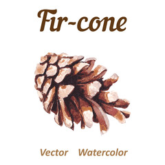 Watercolor pine cone on a white background.