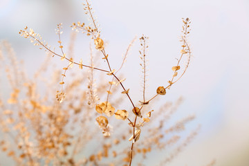 Dried wildflowers on light background