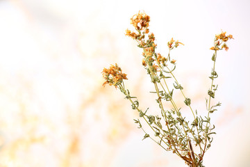 Dried wildflowers on light background