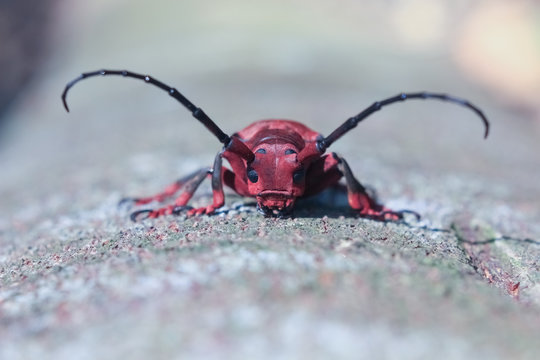 Capricorn beetle