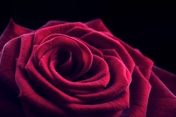 Beautiful red rose close-up