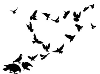 heart from pigeon silhouettes isolated on whit