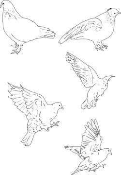 five white pigeons isolated sketches