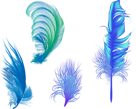 Four Blue Feathers Isolated On White