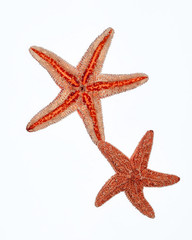 closeup of two starfishes on white background