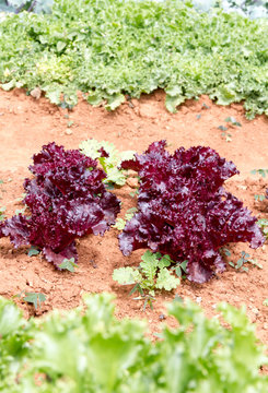 Violet Lettuce between green lettuce  plant on mountain in thail