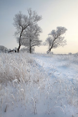winter landscape