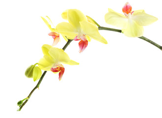 Orchid flowers isolated on white