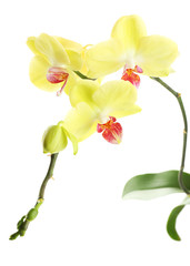 Naklejka na ściany i meble Orchid flowers isolated on white
