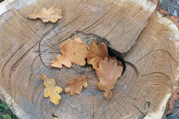 fallen leaves