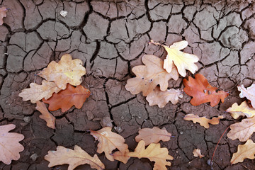 autumn leaves