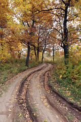 Fototapeta na wymiar dirt road in autumn forest
