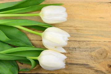 White tulips on old wooden background