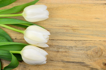 White tulips on old vintage rustic wooden background with empty copy space mock up
