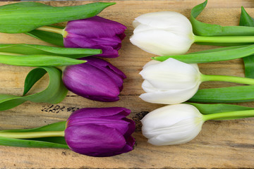 purple and white tulips on old wood