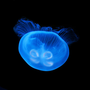 Jellyfish. Isolated on black