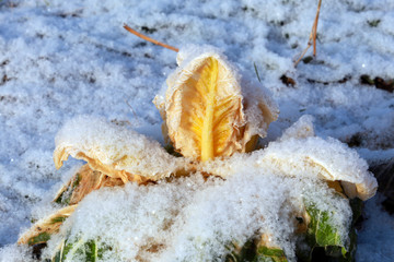 first snow