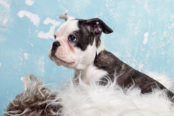 treuer Blick - Hundebaby