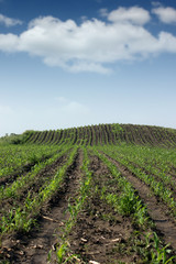 Fototapeta na wymiar corn field agriculture spring season
