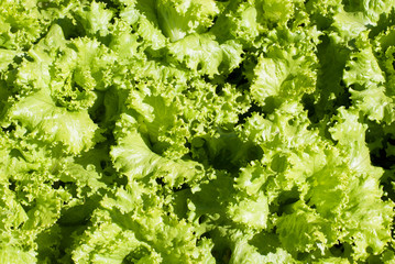 Fresh lettuce background